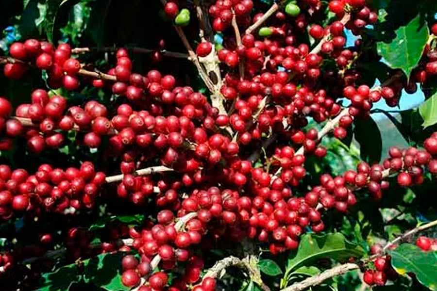 Conab aponta para produção recorde de conilon em 2021 - News Rondônia