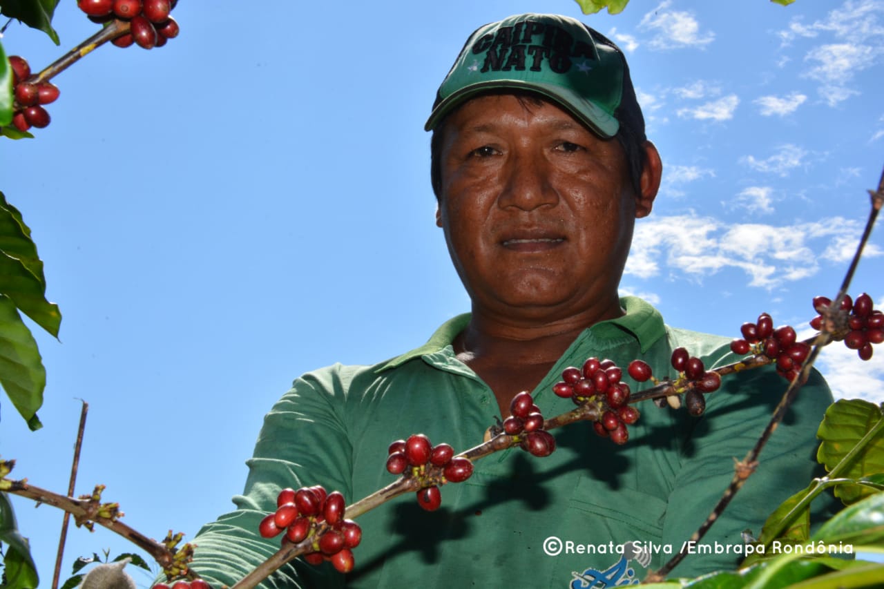 Robusta Amazônico, da aldeia para às mesas brasileiras - News Rondônia