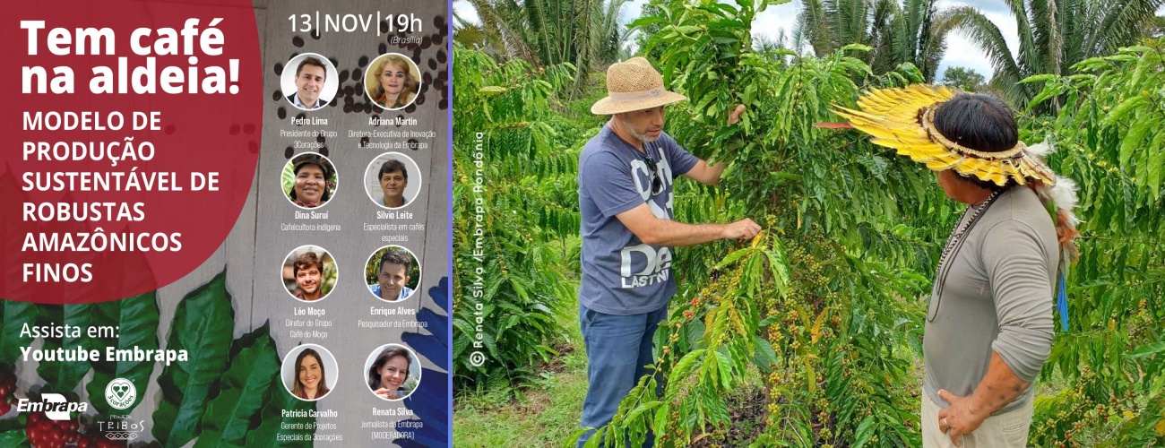 Robusta Amazônico, da aldeia para às mesas brasileiras - News Rondônia