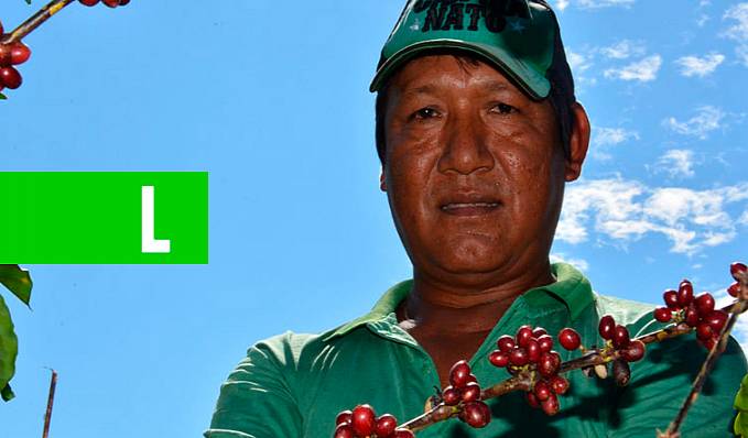 Robusta Amazônico, da aldeia para às mesas brasileiras - News Rondônia