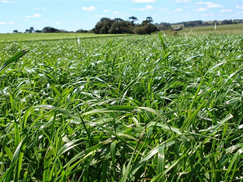 Melhoramento genético produz novas espécies de braquiária - News Rondônia