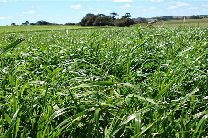 Melhoramento genético produz novas espécies de braquiária - News Rondônia