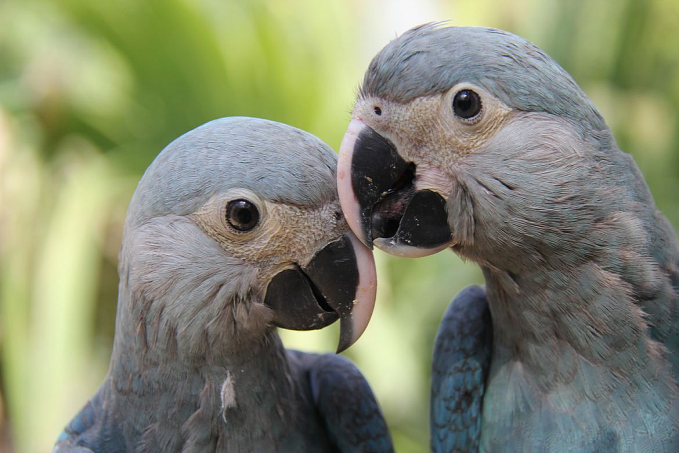 Parceria entre ministério e Unesco premiará projetos de biodiversidade - News Rondônia