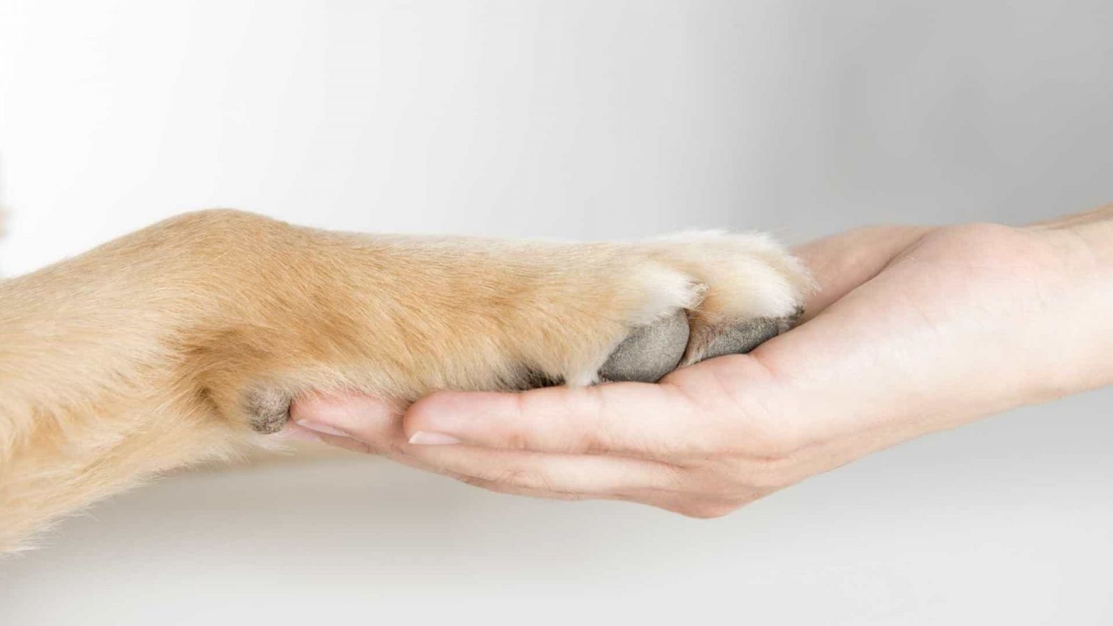 Não faça isto! Três comportamentos dos donos que os cães desaprovam - News Rondônia