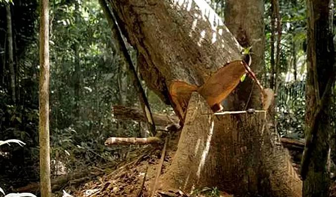 TRAGÉDIA: Trabalhador braçal morre após ser atingido por árvore durante derrubada na zona rural de Candeias do Jamari - News Rondônia