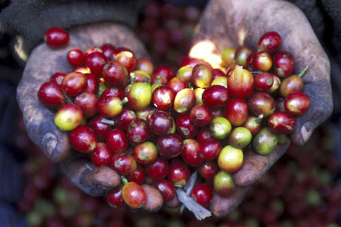 Conab divulga 3º levantamento da safra de café e estima produção de 46,9 milhões de sacas - News Rondônia