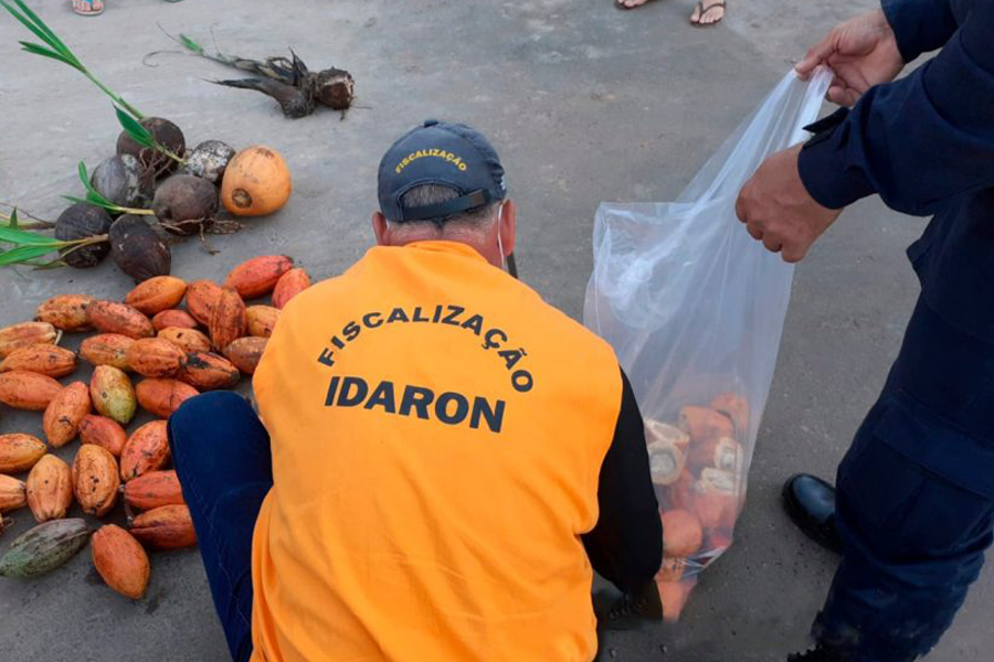 Idaron intensifica fiscalização para proteger lavoura de cacau rondoniense contra fungo - News Rondônia