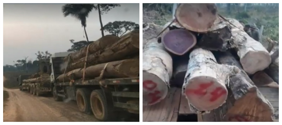 Madeira apreendida no Acre seria envia para Rondônia; madeireiros devem ser investigados, alerta PMAC - News Rondônia