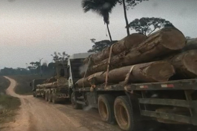 Madeira apreendida no Acre seria envia para Rondônia; madeireiros devem ser investigados, alerta PMAC - News Rondônia