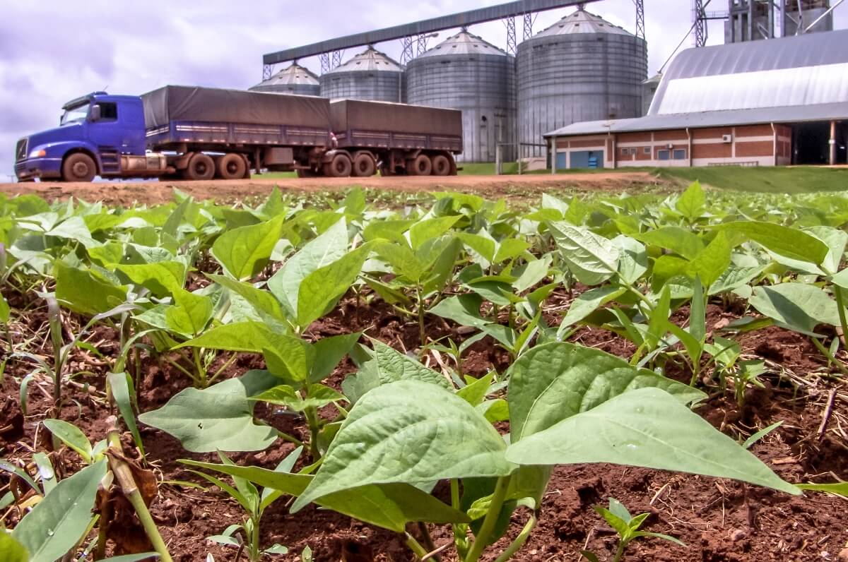 O IMINENTE RISCO PARA A AGROPECUÁRIA (QUESTÕES INDÍGENAS NO STF) - News Rondônia