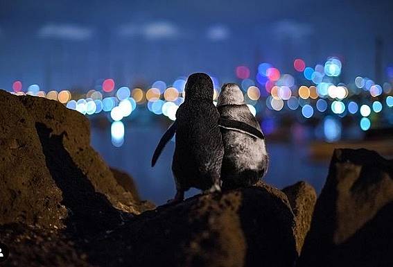 Fotógrafo demorou três noites para conseguir foto premiada de pinguins viúvos - News Rondônia