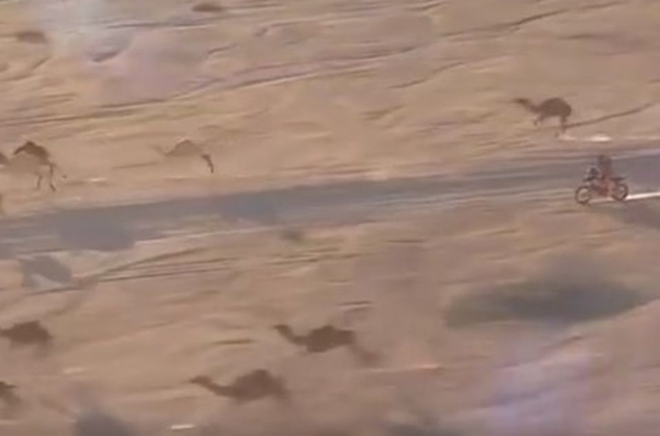 CAMELOS E MOTO APOSTAM CORRIDA LADO A LADO NO RALLY DAKAR (VÍDEO) - News Rondônia