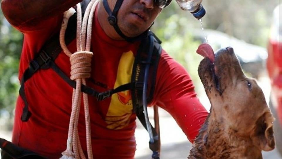 CADELA QUE PARTICIPOU DAS BUSCAS EM BRUMADINHO (MG) MORRE EM GOIÁS - News Rondônia