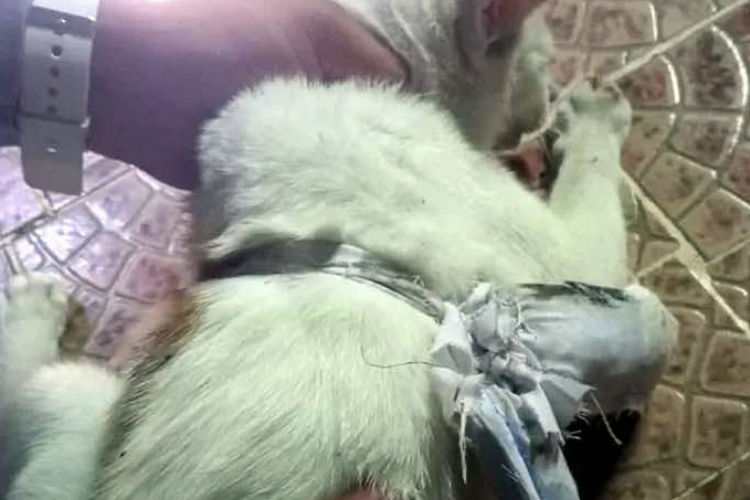 MAUS TRATOS: Homem é preso após esfaquear gato em lixeira - News Rondônia