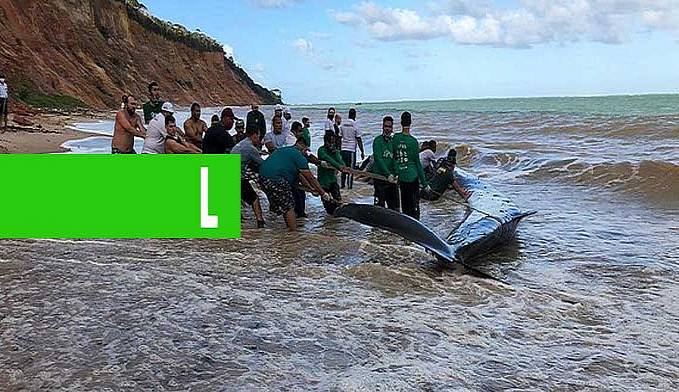 Baleia que encalhou na praia, volta ao mar depois de mais de 24 horas - News Rondônia