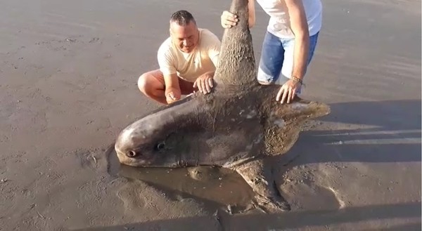 Peixe raro e das profundezas do oceano morre encalhado em praia - News Rondônia