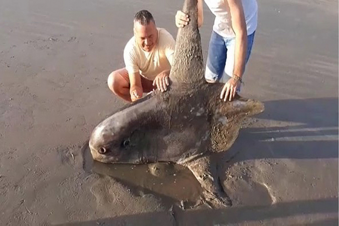 Peixe raro e das profundezas do oceano morre encalhado em praia - News Rondônia