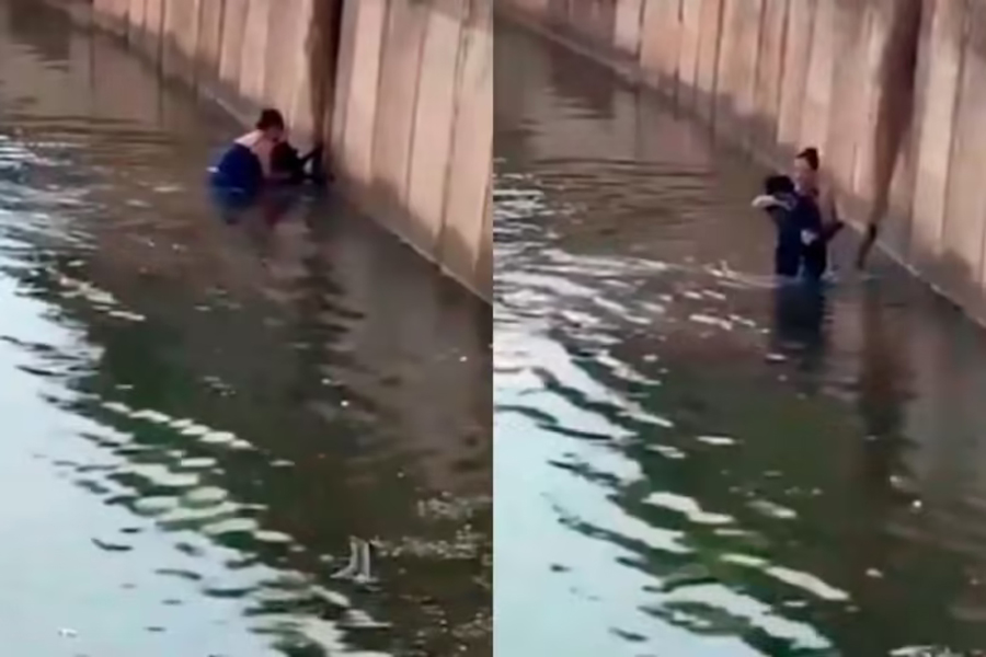 Mulher entra em piscinão e salva cachorro de afogamento  vídeo - News Rondônia