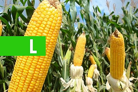 PRODUTORES RURAIS DE RONDÔNIA, ACRE E MATO GROSSO AVALIAM NOVOS HÍBRIDOS DE MILHO - News Rondônia