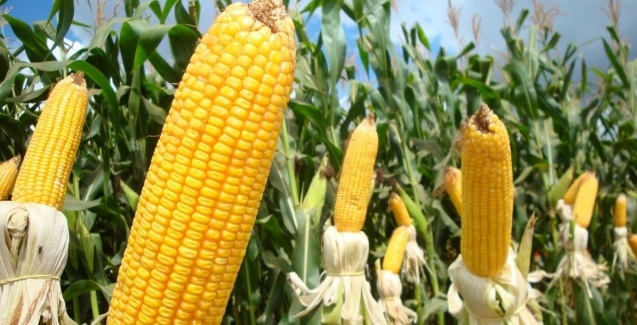 PRODUTORES RURAIS DE RONDÔNIA, ACRE E MATO GROSSO AVALIAM NOVOS HÍBRIDOS DE MILHO - News Rondônia