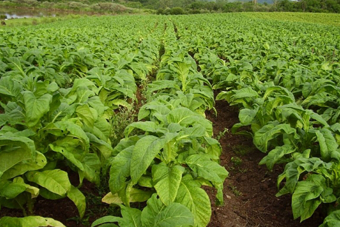 Motores elétricos impulsionam cultivo de tabaco - News Rondônia