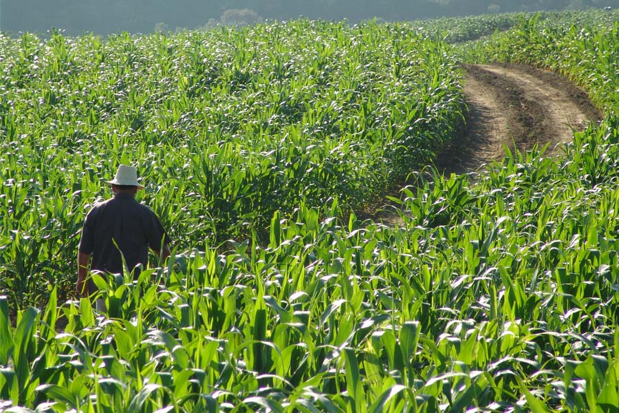 Agricultores familiares já podem consultar produtos com direito a bônus do PGPAF em janeiro - News Rondônia
