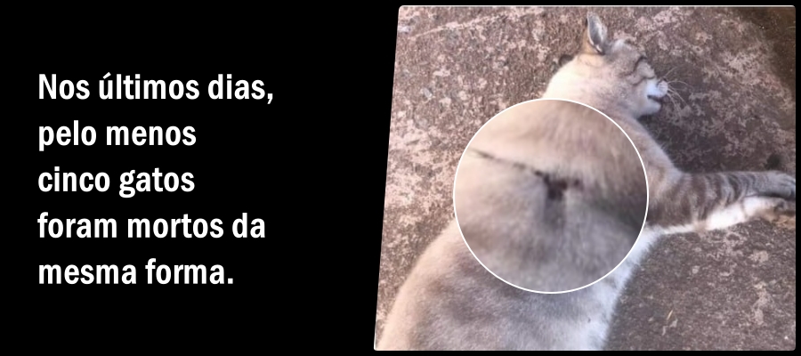 Moradores denunciam que animais são abatidos a tiros e pânico toma conta do bairro Cohab, em Porto Velho - News Rondônia
