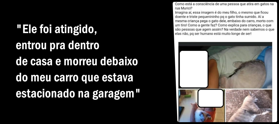 Moradores denunciam que animais são abatidos a tiros e pânico toma conta do bairro Cohab, em Porto Velho - News Rondônia