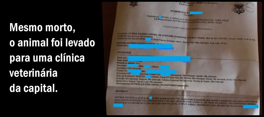 Moradores denunciam que animais são abatidos a tiros e pânico toma conta do bairro Cohab, em Porto Velho - News Rondônia