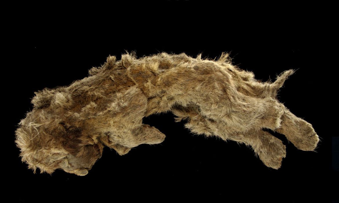 Filhote de leão das cavernas encontrado congelado tem 28 mil anos - News Rondônia