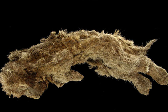 Filhote de leão das cavernas encontrado congelado tem 28 mil anos - News Rondônia