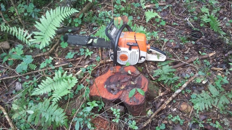 POLÍCIA PRENDE HOMENS FURTANDO MADEIRAS NA ÁREA RURAL - News Rondônia