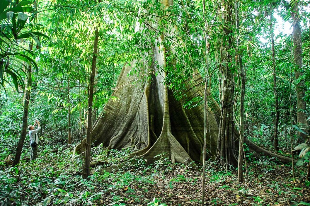 Lenha na fogueira: Dia da Amazônia - News Rondônia
