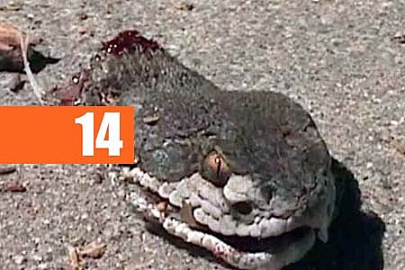 CASCAVEL: MESMO DECAPITADA, COBRA ATACA E QUASE MATA HOMEM - News Rondônia