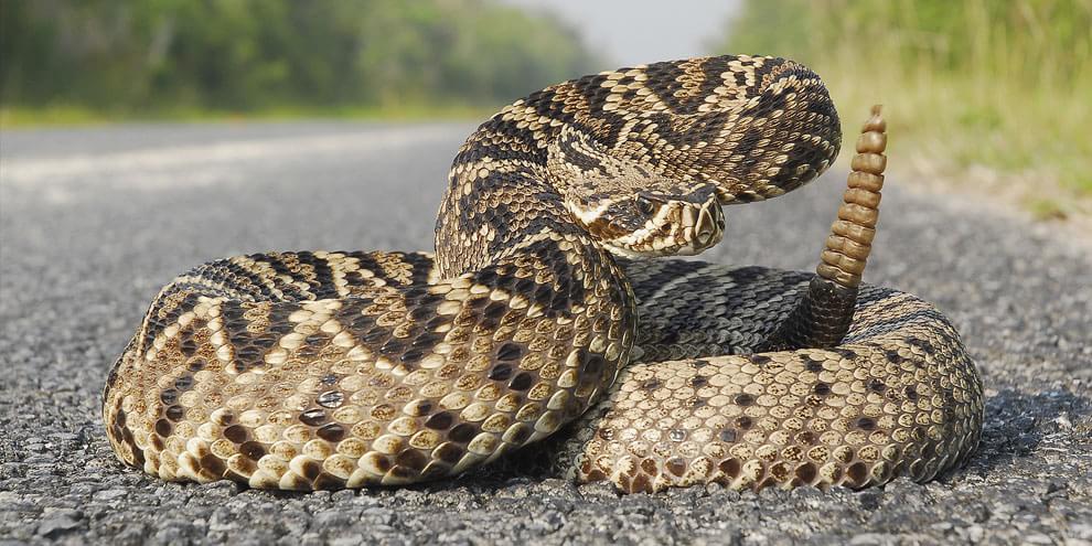 CASCAVEL: MESMO DECAPITADA, COBRA ATACA E QUASE MATA HOMEM - News Rondônia