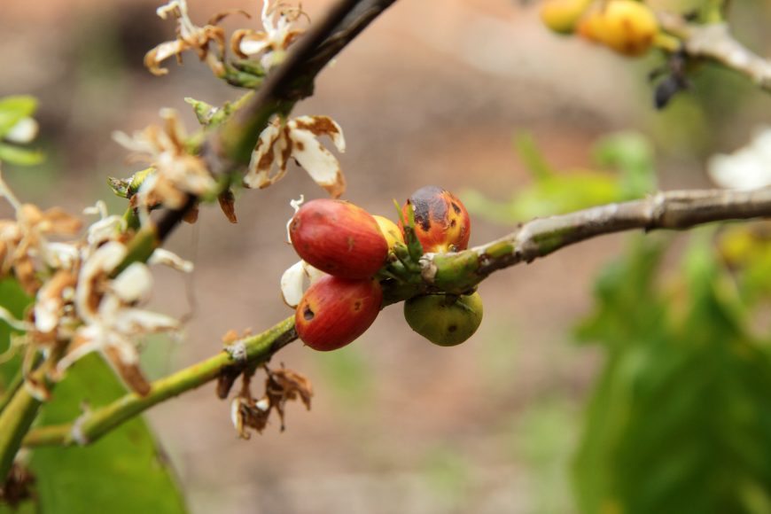 CONCAFÉ: MAIOR CONCURSO DE QUALIDADE DE CAFÉ ROBUSTA DO PAÍS OFERECE R$ 40 MIL EM PRÊMIOS - News Rondônia