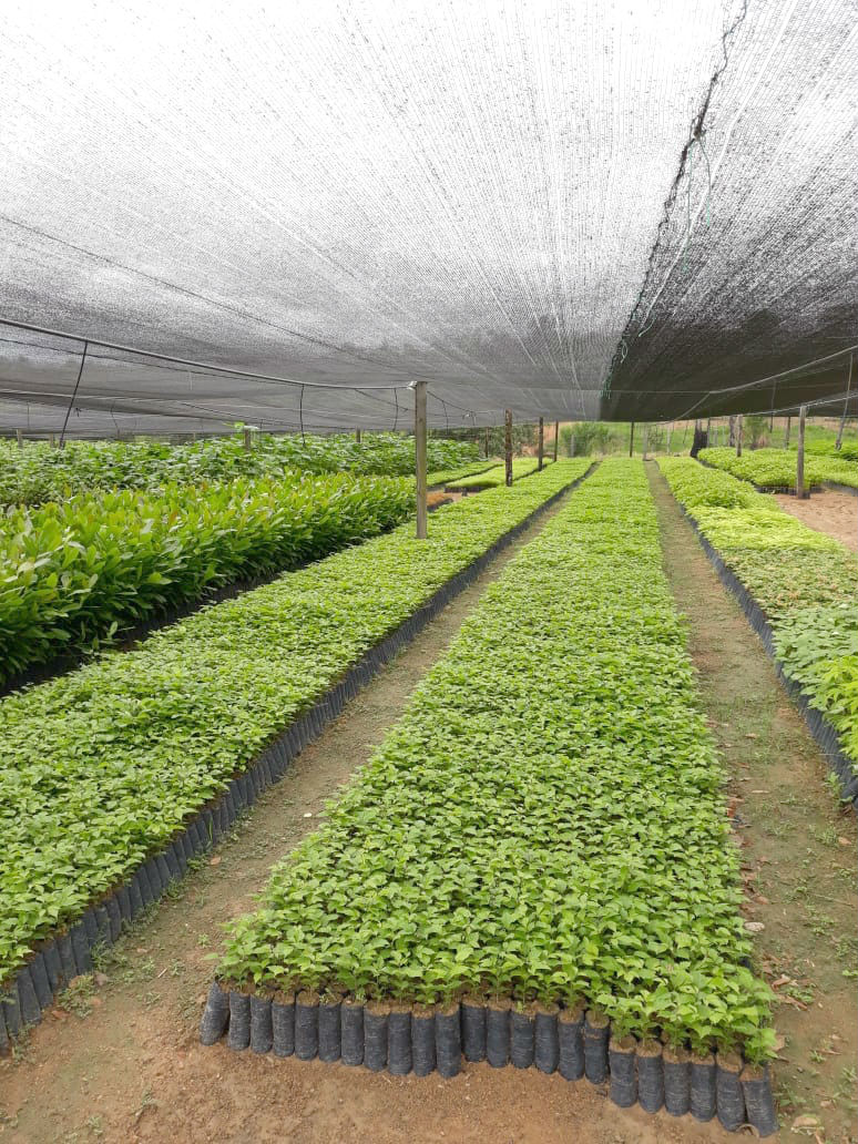 PREFEITURA DE PORTO VELHO TRANSPORTA CERCA DE 100 TONELADAS DE PRODUÇÃO AGRÍCOLA POR MÊS - News Rondônia