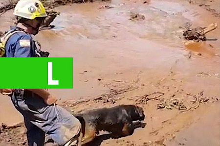 CÃO DO CORPO DE BOMBEIROS DE SANTA CATARINA AJUDA NO RESGATE DE VÍTIMAS EM BRUMADINHO - VÍDEO - News Rondônia