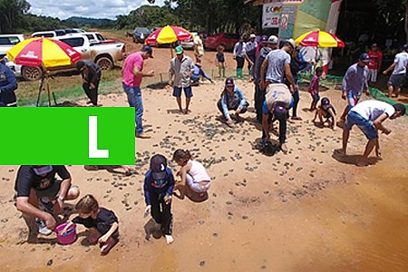 INICIATIVA FAZ SOLTURA DE QUELÔNIOS NO GUAPORÉ - VÍDEO - News Rondônia