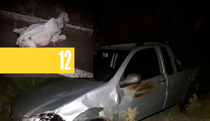 BEZERRO SOLTO NA BR-435 PROVOCA ACIDENTE EM COLORADO DO OESTE - News Rondônia