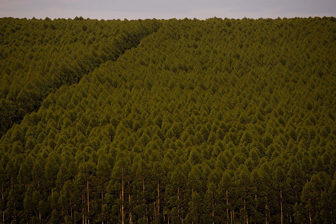 Florestas plantadas no Brasil somam 9,3 milhões de hectares em 2020 - News Rondônia