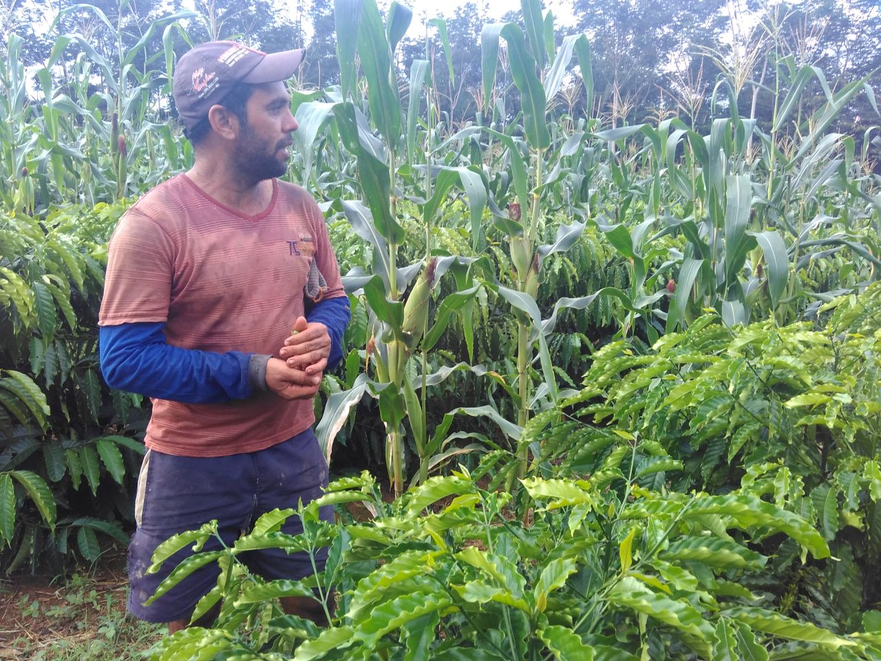 AGRICULTOR FAMILIAR DE ARIQUEMES TRABALHA PARA AUMENTAR A QUALIDADE NA LAVOURA DE CAFÉ - News Rondônia