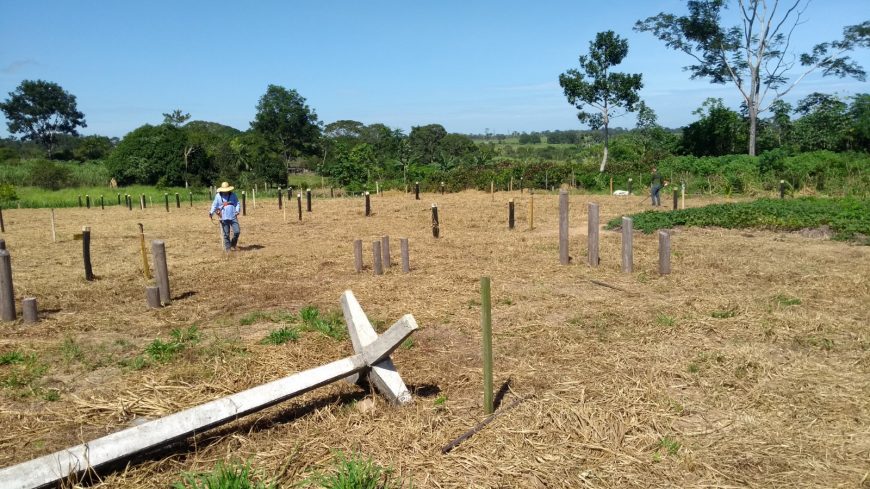 EMATER VAI APRESENTAR SEIS VARIEDADES DE CAPIM DURANTE A 8ª RONDÔNIA RURAL SHOW EM JI-PARANÁ - News Rondônia