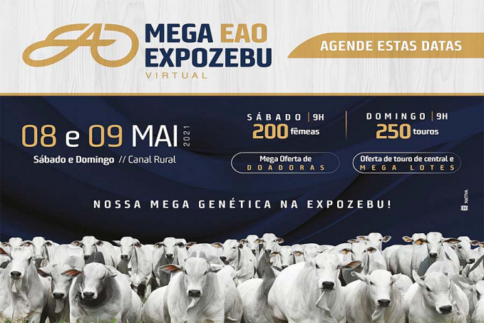 EAO Agropecuária promove leilão em duas etapas com grande oferta de animais Nelore - News Rondônia