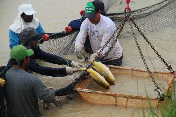 PORTARIA FISCALIZA PERÍODOS DE REPRODUÇÃO NATURAL DE PEIXES, INCLUSIVE EM RESERVATÓRIOS DE HIDRELÉTRICAS EM RONDÔNIA - News Rondônia