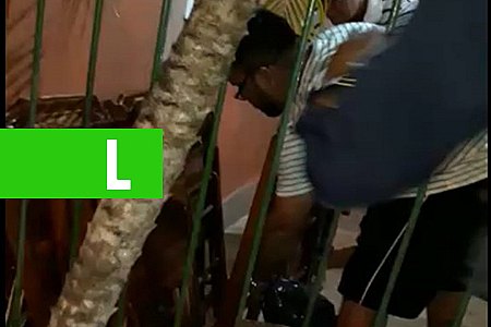 POPULARES ENCONTRAM COBRA EM COMÉRCIO NO ESPAÇO ALTERNATIVO - News Rondônia