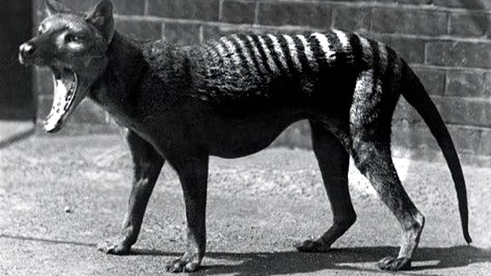 SETE ANIMAIS EXTINTOS QUE PODEM VOLTAR A VIDA - News Rondônia