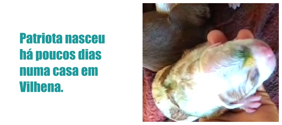 Em Vilhena, cachorra nasce com as cores da bandeira do Brasil e ganha o nome de Patriota - News Rondônia