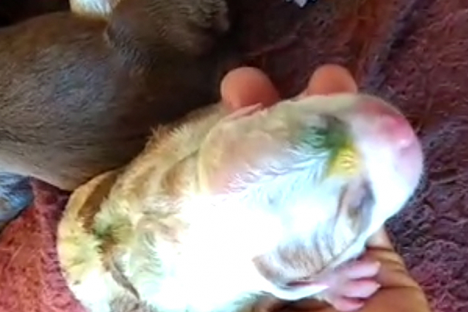 Em Vilhena, cachorra nasce com as cores da bandeira do Brasil e ganha o nome de Patriota - News Rondônia