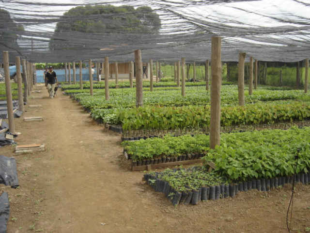 JUIZADO ESPECIAL DE JI-PARANÁ ASSEGURA A DOAÇÃO DE 6 MIL MUDAS PARA ARBORIZAÇÃO URBANA - News Rondônia
